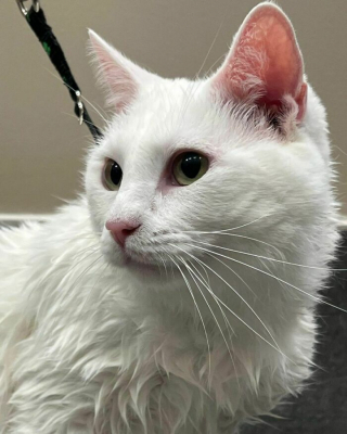 Illustration de l'article : 20 photos de chats blancs qui vous feront succomber à leur charme