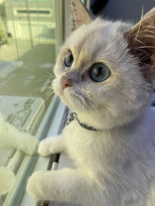 Illustration de l'article : 20 photos de chats blancs qui vous feront succomber à leur charme