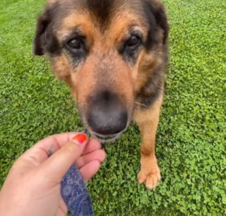 Illustration de l'article : Ce chien avait passé les deux tiers de sa vie en refuge jusqu'à son adoption par cette femme après avoir partagé une balade avec lui (vidéo)