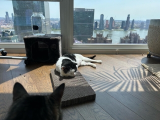 Illustration de l'article : À la recherche d’un abri chaud, un chat errant frigorifié s’assoit devant une porte en espérant trouver de l’aide