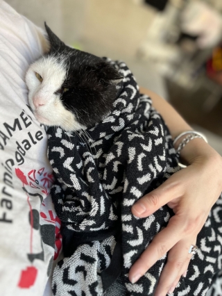 Illustration de l'article : À la recherche d’un abri chaud, un chat errant frigorifié s’assoit devant une porte en espérant trouver de l’aide