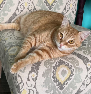 Illustration de l'article : Après une attente de plus de 2 ans, un adorable chat roux trouve enfin la famille de ses rêves et la couvre de câlins pour qu’elle l’adopte