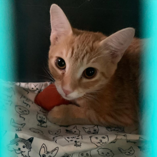 Illustration de l'article : Après une attente de plus de 2 ans, un adorable chat roux trouve enfin la famille de ses rêves et la couvre de câlins pour qu’elle l’adopte