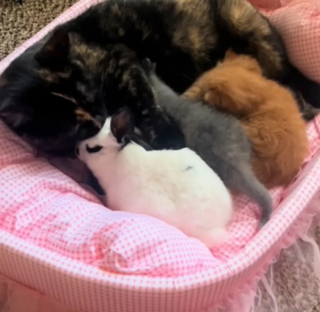 Illustration de l'article : Amie depuis longtemps avec un lapin, cette chatte lui fait une place de choix au sein de sa portée (vidéo)