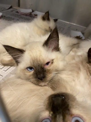 Illustration de l'article : Une association sauve 92 chats de race Ragdoll dans un élevage totalement insalubre