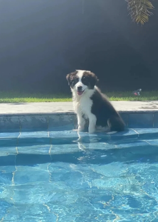 Illustration de l'article : Cette chienne maline profite de l’absence de ses maîtres pour braver une interdiction et sauter dans la piscine (vidéo)