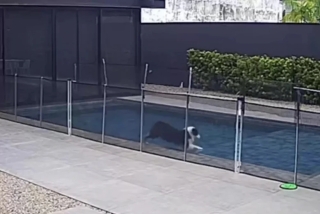 Illustration de l'article : Cette chienne maline profite de l’absence de ses maîtres pour braver une interdiction et sauter dans la piscine (vidéo)