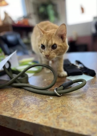 Illustration de l'article : Une femme souhaite adopter un chaton dans un refuge quand son regard est attiré par un chat à l’air renfrogné