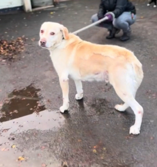 Illustration de l'article : Déposé dans un refuge par sa famille, ce chien tourne une page de sa vie avec une grande tristesse (vidéo)