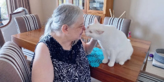 Illustration de l'article : Après le décès de sa maîtresse, ce chat bénéficie d’un programme d’accueil spécial et peut assister à son enterrement