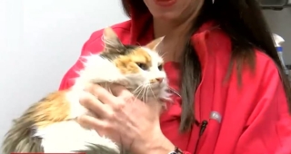 Illustration de l'article : Une vétérinaire courageuse brave le mauvais temps pour sauver une chatte devant être opérée