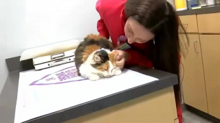 Illustration de l'article : Une vétérinaire courageuse brave le mauvais temps pour sauver une chatte devant être opérée