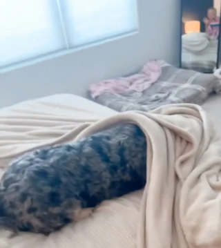 Illustration de l'article : Agacé par les pleurs d’un nouveau-né, ce chien ferait tout pour ne plus l’entendre (vidéo)