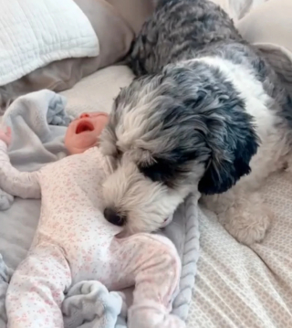 Illustration de l'article : Agacé par les pleurs d’un nouveau-né, ce chien ferait tout pour ne plus l’entendre (vidéo)
