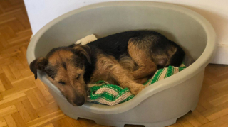 Illustration de l'article : Attaché en permanence à une laisse de 50 cm de long, ce chien revit depuis sa libération par les membres d’une association