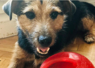 Illustration de l'article : Attaché en permanence à une laisse de 50 cm de long, ce chien revit depuis sa libération par les membres d’une association