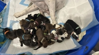 Illustration de l'article : En accueillant une chienne gestante, cette mère d'accueil ne s'attendait pas à voir arriver autant de chiots