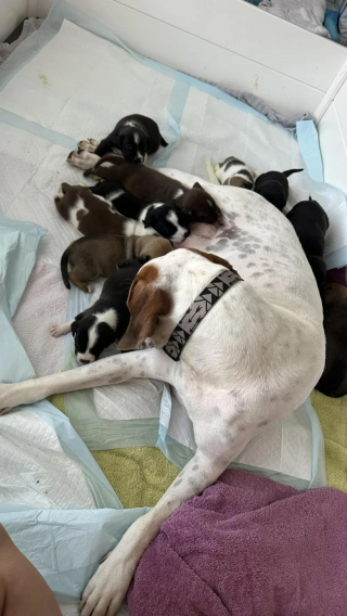 Illustration de l'article : En accueillant une chienne gestante, cette mère d'accueil ne s'attendait pas à voir arriver autant de chiots