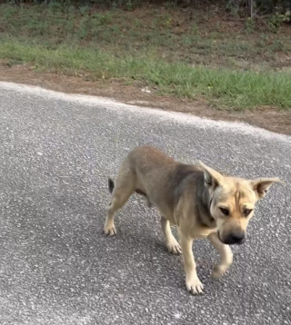 Illustration de l'article : Sollicitant de l’aide, ce chien errant a atterri au bon endroit pour entamer le nouveau chapitre de sa vie