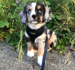 Illustration de l'article : 17 adorables photos de chiens issus de croisements étonnants