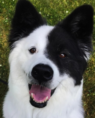 Illustration de l'article : 17 adorables photos de chiens issus de croisements étonnants