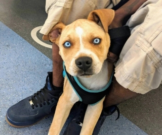 Illustration de l'article : 17 adorables photos de chiens issus de croisements étonnants