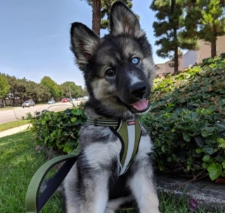 Illustration de l'article : 17 adorables photos de chiens issus de croisements étonnants