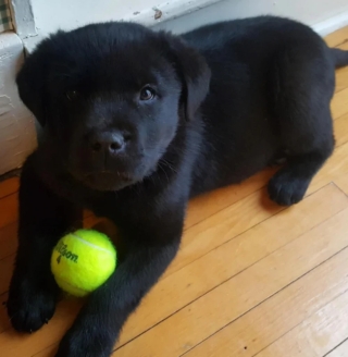 Illustration de l'article : 17 adorables photos de chiens issus de croisements étonnants