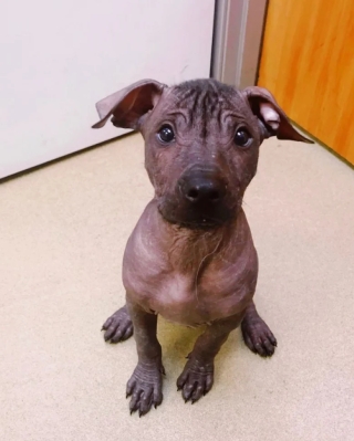 Illustration de l'article : 17 adorables photos de chiens issus de croisements étonnants