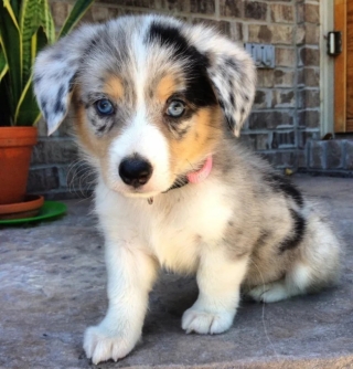 Illustration de l'article : 17 adorables photos de chiens issus de croisements étonnants