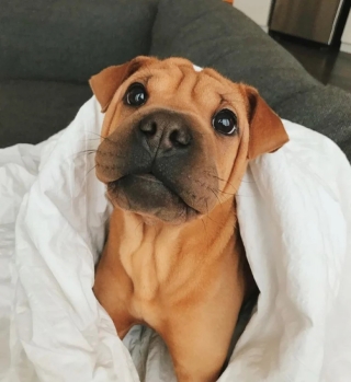 Illustration de l'article : 17 adorables photos de chiens issus de croisements étonnants