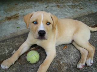 Illustration de l'article : 17 adorables photos de chiens issus de croisements étonnants