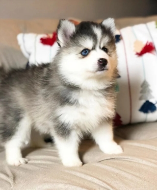Illustration de l'article : 17 adorables photos de chiens issus de croisements étonnants