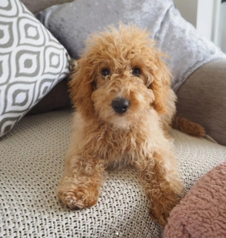 Illustration de l'article : 17 adorables photos de chiens issus de croisements étonnants