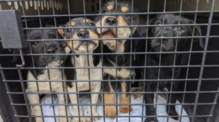 Illustration de l'article : Un homme retrouve 4 chiots jetés par-dessus la clôture de son jardin et décide de les sauver