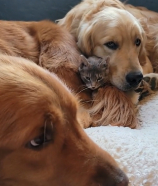 Illustration de l'article : Définitivement adopté par ses 2 grands frères canins, ce chaton suscite jalousie et tendre compétition dans la fratrie (vidéo)