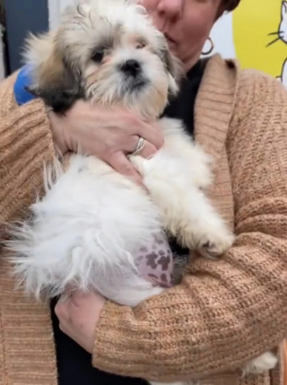 Illustration de l'article : Après avoir été sauvée d’un élevage maltraitant, cette chienne de 3 mois rencontre celle qui deviendra sa maîtresse pour toujours (vidéo)