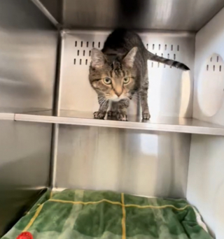 Illustration de l'article : Pensant pouvoir s’établir dans sa nouvelle famille, une chatte est ramenée au refuge pour cause de manque de joie de vivre