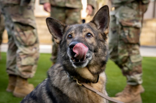 Illustration de l'article : Après de nombreuses années de collaboration dans l’armée, ce duo humain-canin se retrouve avec beaucoup d’émotion et d’espoir