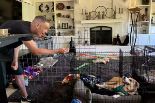 Illustration de l'article : Un homme patient gagne la confiance d'une chienne handicapée après 2 mois d'efforts quotidiens afin de pouvoir l'adopter