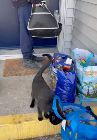 Illustration de l'article : Après s’être faufilée chez un couple, une chatte noire déterminée fait tout pour se faire adopter (vidéo)