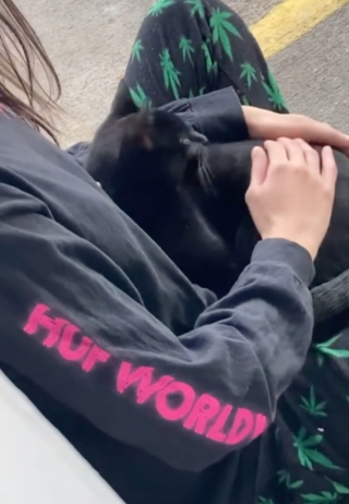 Illustration de l'article : Après s’être faufilée chez un couple, une chatte noire déterminée fait tout pour se faire adopter (vidéo)