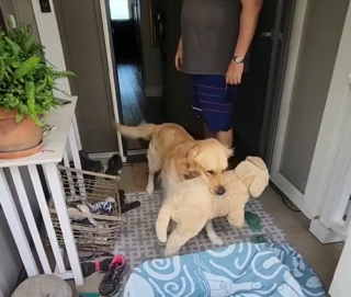 Illustration de l'article : L'extase de ce Golden Retriever à l'arrivée d'un nouveau chiot dans la famille (vidéo)