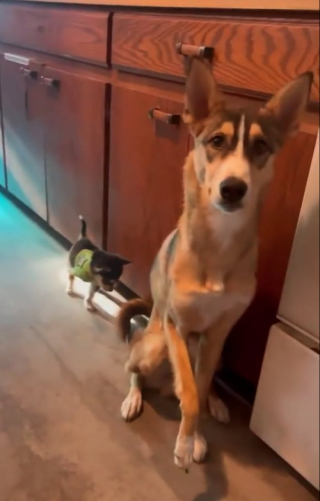 Illustration de l'article : Un chien guide un chiot Husky amputé à marcher à trois pattes après une attaque (vidéo)