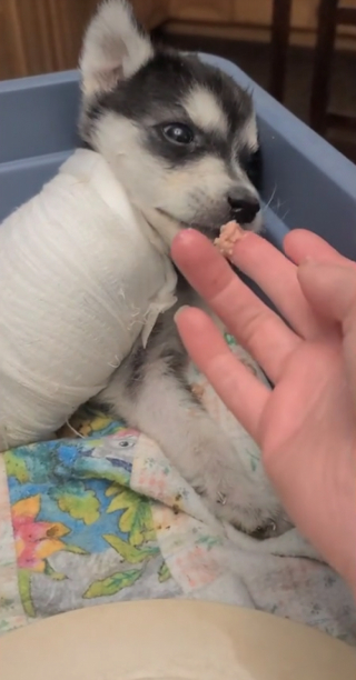Illustration de l'article : Un chien guide un chiot Husky amputé à marcher à trois pattes après une attaque (vidéo)