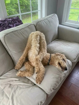 Illustration de l'article : 20 photos de chiens dans des situations comiques