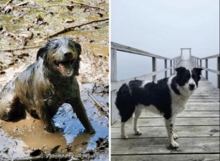 Illustration de l'article : 20 photos de chiens dans des situations comiques