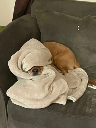 Illustration de l'article : 20 photos de chiens dans des situations comiques