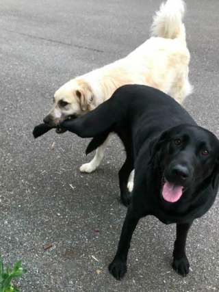 Illustration de l'article : 20 photos de chiens dans des situations comiques