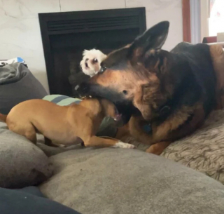 Illustration de l'article : 20 photos de chiens dans des situations comiques